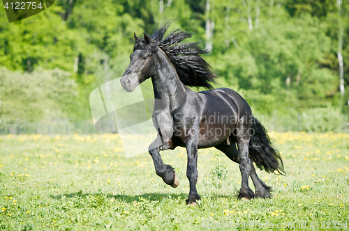 Image of Black Friesian horse runs gallop in summer time