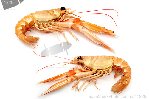 Image of Shrimps