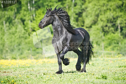 Image of Black Friesian horse runs gallop in summer time