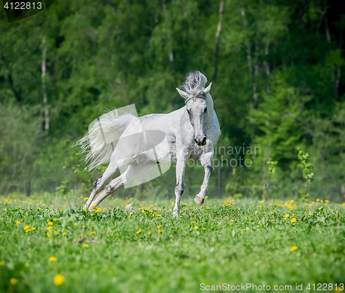 Image of White horse running on the pasture in summer