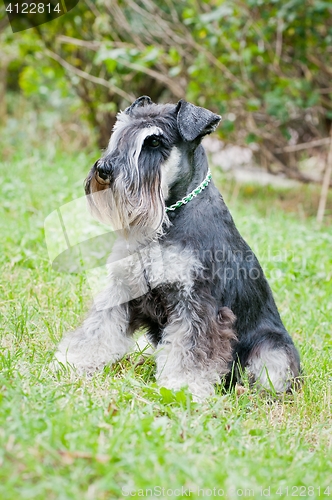 Image of Miniature schnauzer sitting on stump