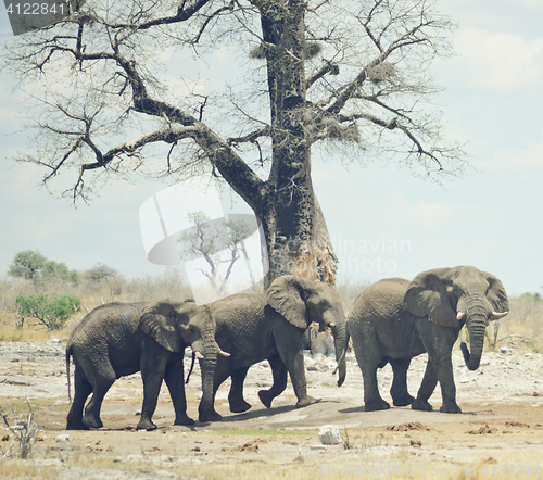 Image of elephants in Africa