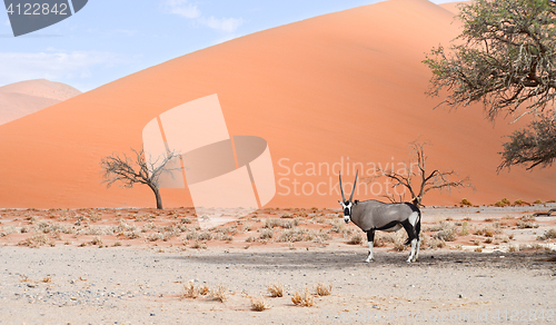 Image of oryx in Africa