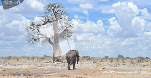 Image of elephant in Africa