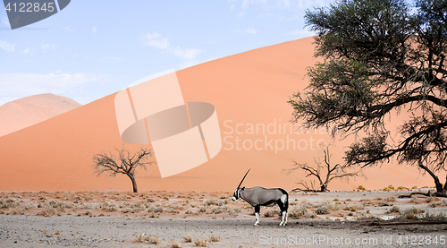 Image of oryx in Africa