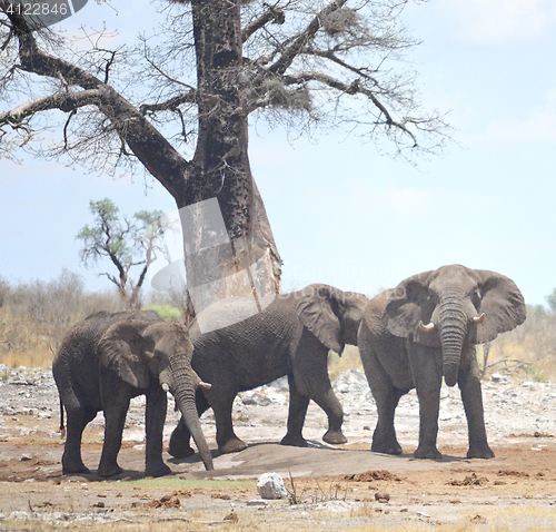 Image of elephants in Africa