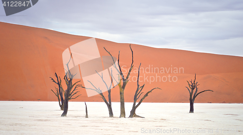 Image of Sossusvlei, Namibia