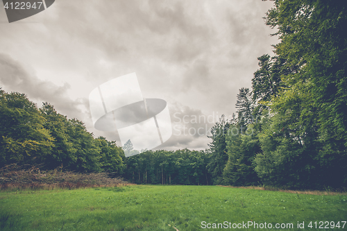 Image of Forest landscape with a green meadow