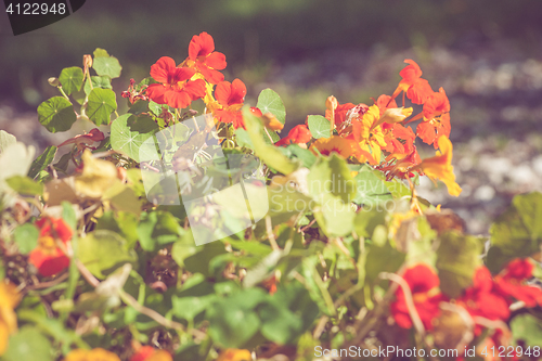 Image of Summer flowers in red colors