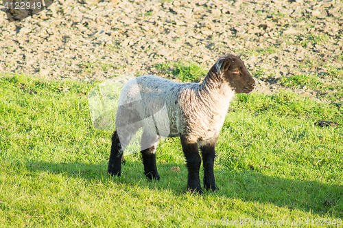 Image of Lamb with a black head