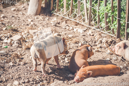 Image of Barnyard with cute piglets