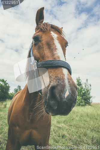 Image of Close-up of a horse on a green field