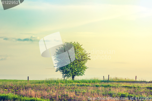 Image of Lonely tree on a rural meadow