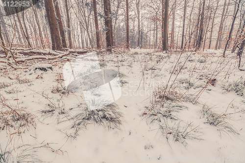 Image of Grass covered with snow in the forest