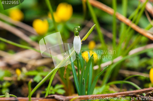 Image of Single snowdrop flower in the spring