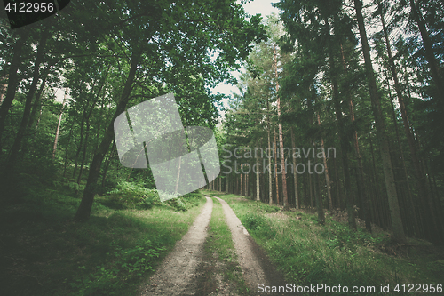 Image of Hiking trail in a dark green forest