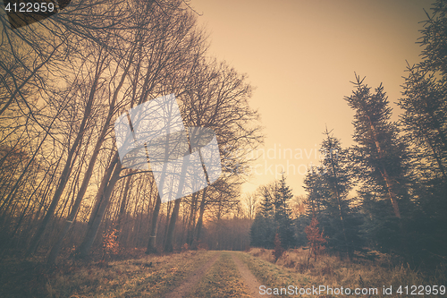 Image of Road in the sunset in a forest