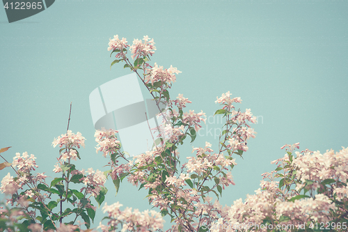 Image of Cherry tree in retro colors