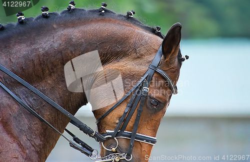 Image of Close up of the head a bay dressage horse