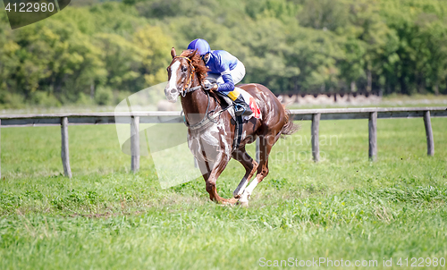 Image of racing horse portrait in action