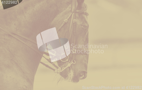 Image of Beautiful horse head on a background monochrome bacjground, banner