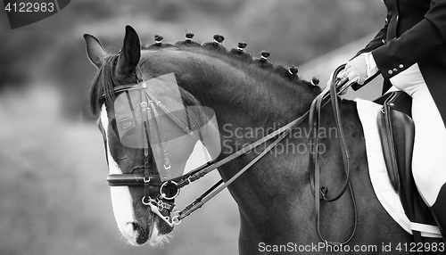 Image of Close up of the head a bay dressage horse, black white