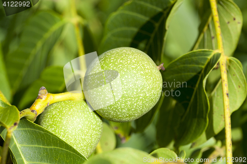 Image of green walnuts, close-up