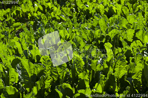 Image of Field with sugar beet