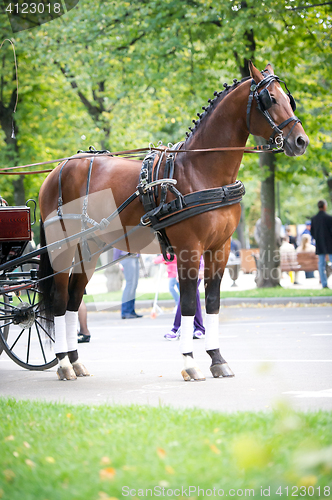 Image of Portrait of bay carriage driving horse