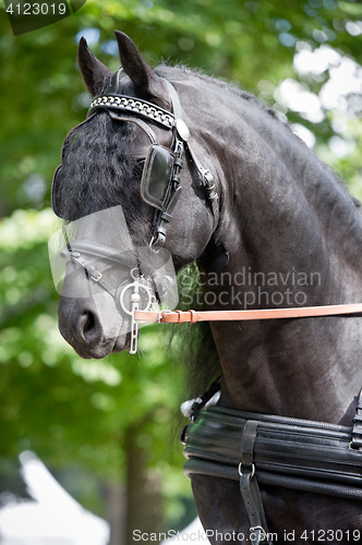 Image of Black friesian horse carriage driving harness outdoor