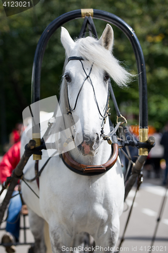 Image of Portrait of gray carriage driving horse