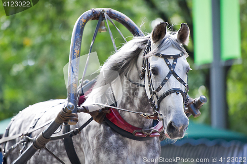 Image of Portrait of gray carriage driving horse