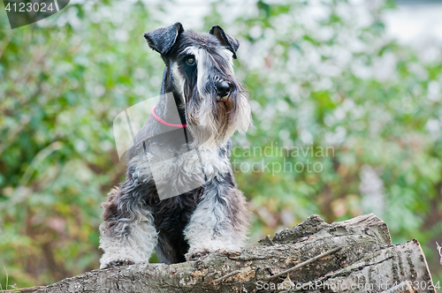 Image of Miniature schnauzer sitting on stump