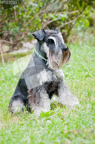 Image of Miniature schnauzer sitting on stump