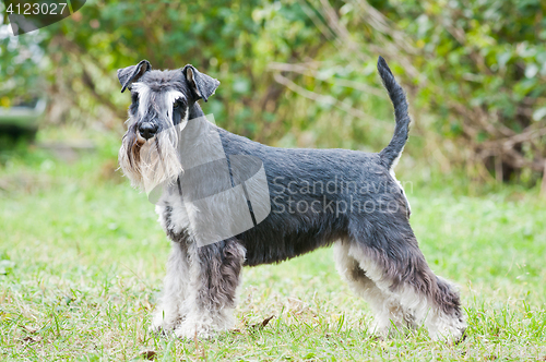 Image of Miniature schnauzer sitting on stump