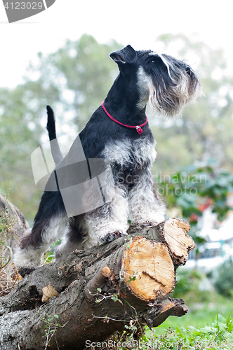 Image of Miniature schnauzer sitting on stump