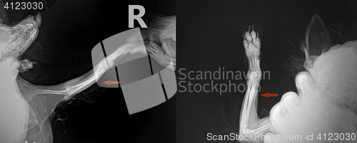 Image of x ray for ulna bone fracture leg in dog Chihuahua