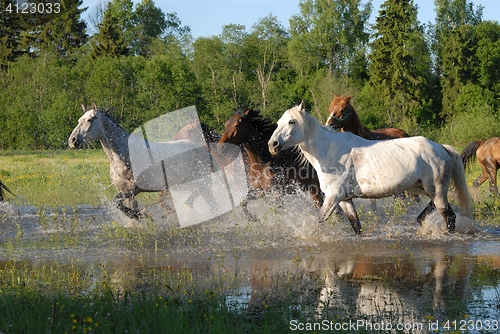 Image of Flock of horses in splashes