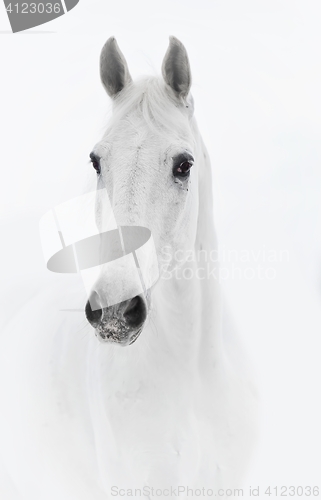 Image of White horse in high key