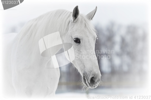 Image of white horse portrait in winter