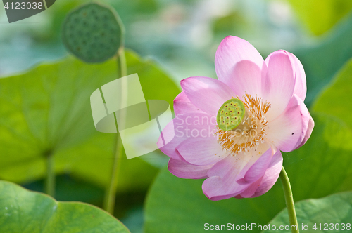 Image of Sacred lotus flower living fossil close up