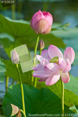 Image of Sacred lotus flower living fossil close up 