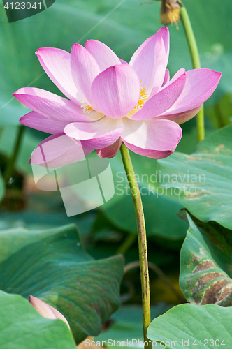 Image of Sacred lotus flower living fossil close up 