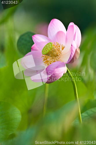 Image of Sacred lotus flower living fossil close up 