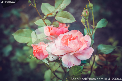 Image of Pink Rose Blooming in Garden. Delicate roses on the green background