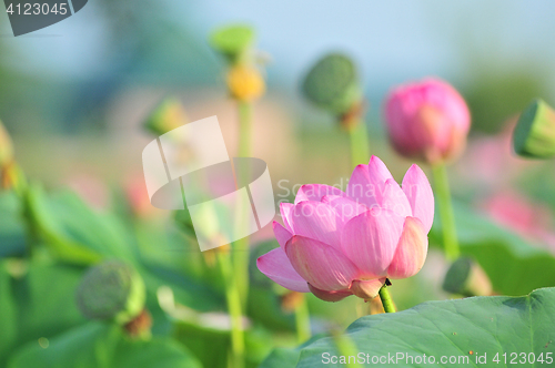 Image of Sacred lotus flower living fossil close up 