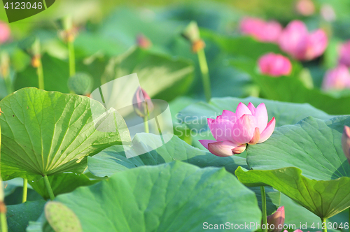 Image of Sacred lotus flower living fossil