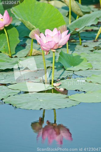 Image of Sacred lotus flower living fossil reflection in weter