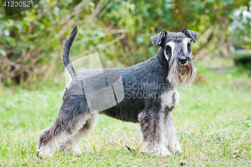 Image of Miniature schnauzer sitting on stump