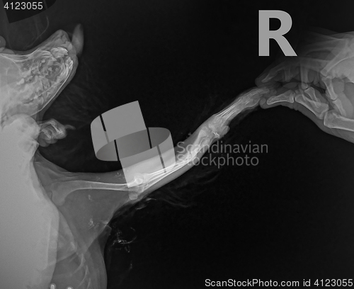 Image of x ray for bone fracture leg in dog Chihuahua